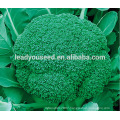 ABR012 Chishi early maturity green vegetable seeds for sale, green cauliflower seeds
